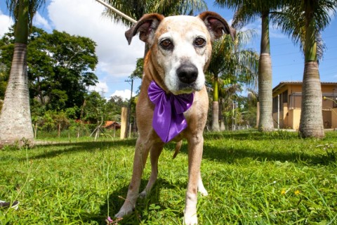 Feira de Adoção “Meninas” será realizada neste domingo (29/3), no Mercado do Produtor