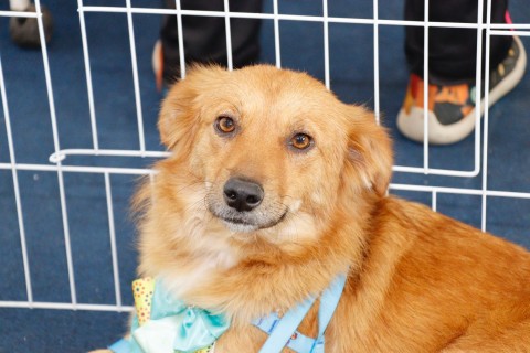 Meio Ambiente promove nova edição presencial do projeto 'Baby, me Leva!' neste domingo